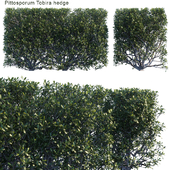 Pittosporum tobira hedge