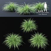 Sedge morrova | Carex morrowii Ice Dance ornamental grass