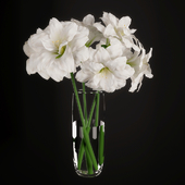 Hippeastrum (Amaryllis) bouquet