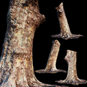 eucalyptus trunk
