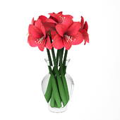 Hippeastrum (Amaryllis) bouquet red.
