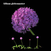 Allium globemaster
