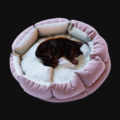 Cat bed and kitten