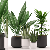 Plants 135