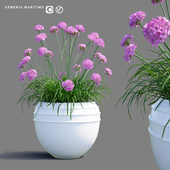 Армерия приморская в горшке | Armeria maritima