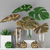 Decorative plants Indoor