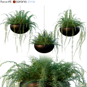 Nephrolepis cordifolia | Plant set # 10