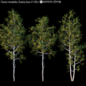 Populus tremuloides | Quaking Aspen # 1 (10m)