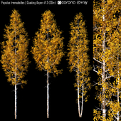 Populus tremuloides | Quaking Aspen # 2 (20m)
