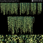 Vernonia Elliptica | Curtain Creeper # 2 (1m)
