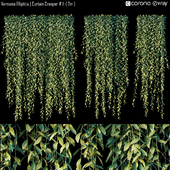 Vernonia Elliptica | Curtain Creeper # 1 (2m)