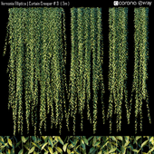 Vernonia Elliptica | Curtain Creeper # 3 (3m)