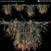 Austromyrtus dulcis | Midyim Berry # 2 (4 Model)
