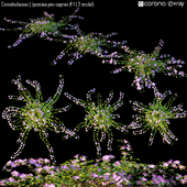 Convolvulaceae | Ipomoea pes-caprae # 1 (3 model)