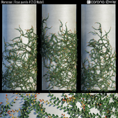 Moraceae | Ficus pumila # 2 (3 Model)