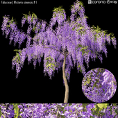 Fabaceae | Wisteria sinensis # 1