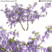 Fabaceae | Wisteria sinensis # 3