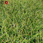 grass01