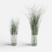 Grass in vases