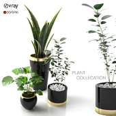 plant collection_Set 01