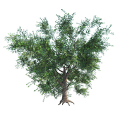 Дуб черешчатый / Quercus robur