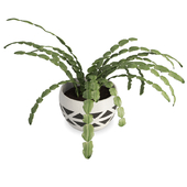 Succulent plant schlumbergera