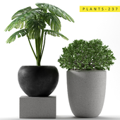 Plants 237