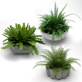 plants in flower pots, растения в кашпо 002