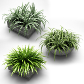 plants in flower pots, растения в кашпо 001