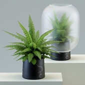 Nebl plant in frosted glass
