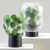 Nebl | Китайское золотое дерево | Pilea peperomioides