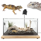Terrarium with geckos