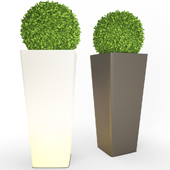 Plastic Vase with Bush
