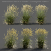 Feather Reed Grass - Calamagrostis acutiflora - Medium