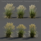 Feather Reed Grass - Calamagrostis acutiflora - Low