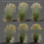 Feather Reed Grass - Calamagrostis acutiflora - High