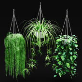 Набор свисающих растений в подвесных кашпо | Hanged Plants set in a hanging planters