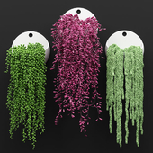 Hanged Plants set in a hanging planters | Набор свисающих растений в подвесных кашпо
