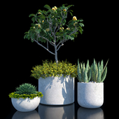 Set of plants No. 1