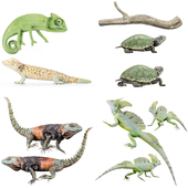 Reptile Collection, set