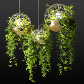 Светильники со свисающими растениями | The Lighters with a hanging plants