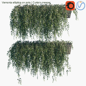 Vernonia elliptica on pots | Curtain creeper