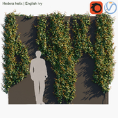 Hedera helix | English ivy on wall