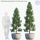 Plant in pots #32 : Yew plum pine