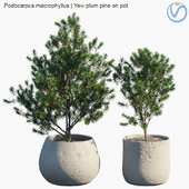 Plant in pots #33 : Yew plum pine