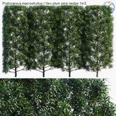 Podocarpus macrophyllus | Yew plum pine hedge 1m3