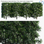 Podocarpus macrophyllus | Yew plum pine hedge 0.8m
