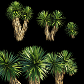 Yucca Plants (3 MODEL)