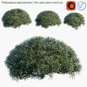 Podocarpus macrophyllus | Yew plum pine round cut