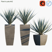 Plant in pots #42 : Agave